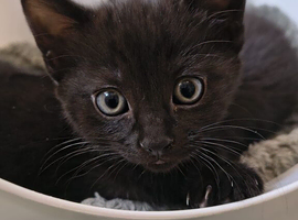 British short hair x kittens.