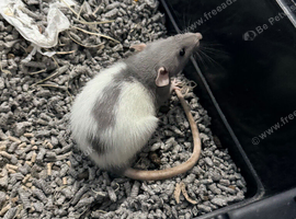 Bonded pair of female rats