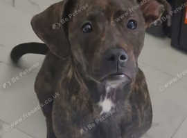 Brindle Staffordshire bull x Jack russel terrier for STUD