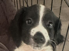 2 sprockers looking for forever family