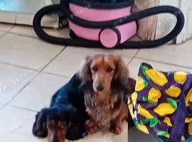 Long haired black and tan boy
