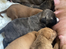 Beautiful Mixed Breed Puppies - Ready Now