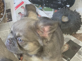 French bulldog pups