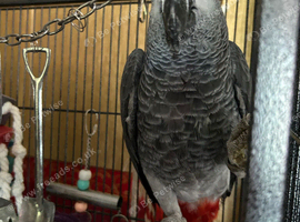 2 African greys