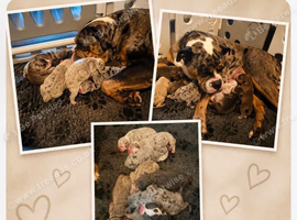 Old English bulldogs