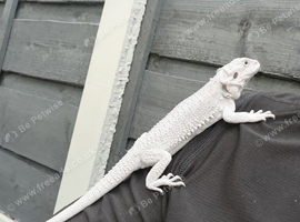 BEARDED DRAGON