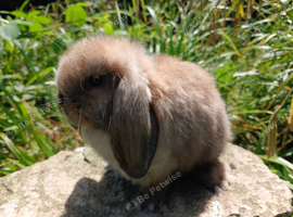 Stunning pure bred mini lops