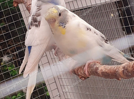 Young budgies 2026 born