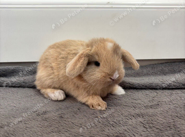 4 beautiful baby mini lops