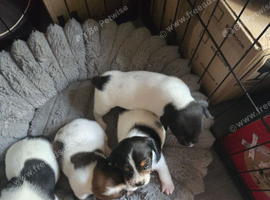Stunnning jack russell pups