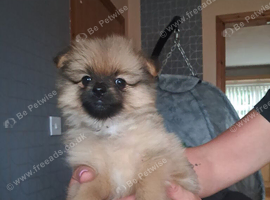 Pomeranian