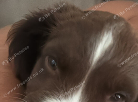 Springer Spaniel