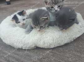Kittens