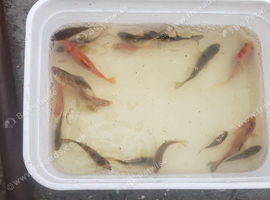 Various Gold Fish / Pond Fish Babies various colours