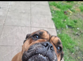 Female old tyme bulldog