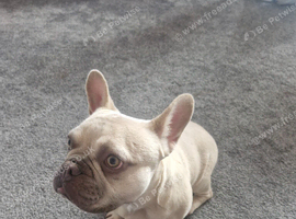 French Bulldog 10 month old