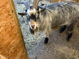 Large Pygmy Billy