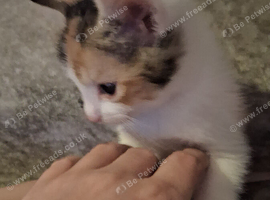 8 week old female calico kitten