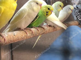Semi tame baby budgies