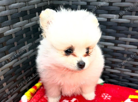 Pomeranian puppies