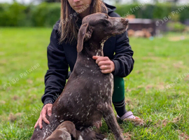 Gorgeous GSP KC registered puppies