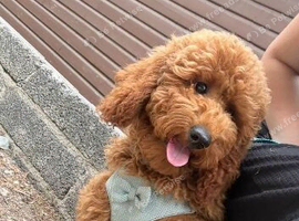 6 month old Cavapoo