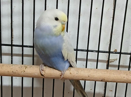Female Rainbow Budgie