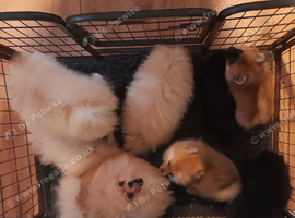 Pomeranian Puppies