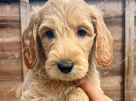 !!!REDUCED!!! STUNNING GOLDENDOODLE PUPPIES