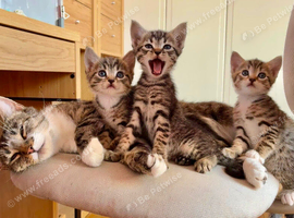 3 Adorable and Playful Kittens
