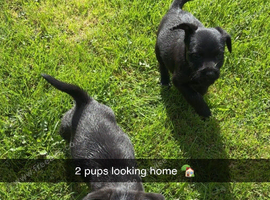 2 boy pups looking for home