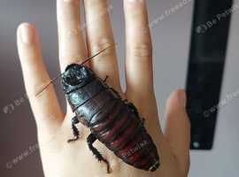 Madagascan Hissing Cockroaches (hissers)