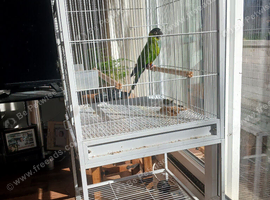 Young Ringneck