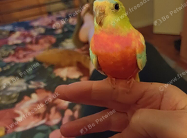 Female young turk for sale