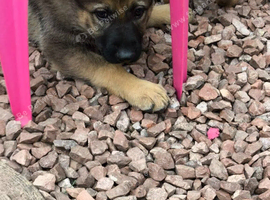 German Shepherd pup Ready to leave now