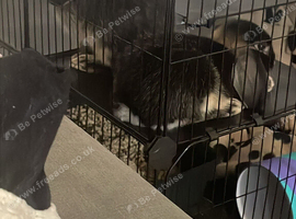 Male otter mini lop x neverland dwarf