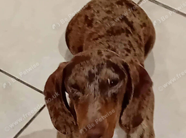 Dapple female dash hound