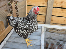 Silver laced hen