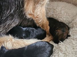 Border terrier puppies