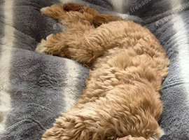 Female cockapoo
