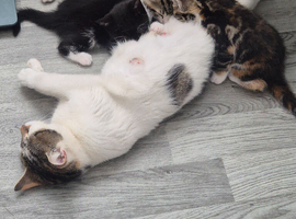 Adorable kittens