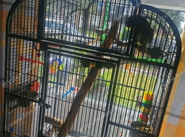 Male 18 month Alexandrine parakeet