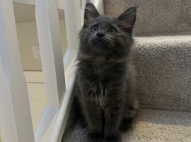 Pedigree gccf Russian champion mainecoons
