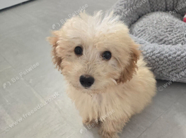 Goldendoodle