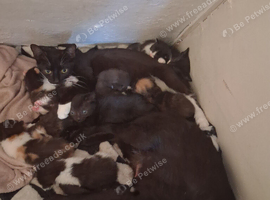Kittens ready 7th August