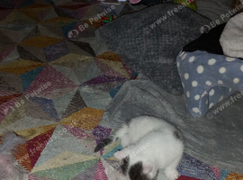 Kittens for sale