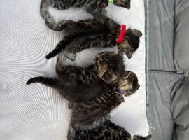 Snow Bengal x Mainecoon kittens