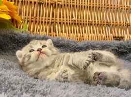 EXCEPTIONAL SCOTTISH/BSH KITTENS (READY 17TH JULY)