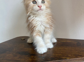 Red Maine Coon boy