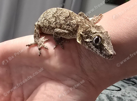Gargoyle Gecko- 7 months old